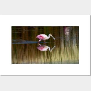 Roseate Spoonbill On the Move Posters and Art